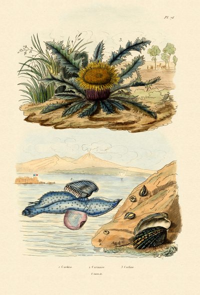 Cardita Shell, 1833-39 alkotó: French School